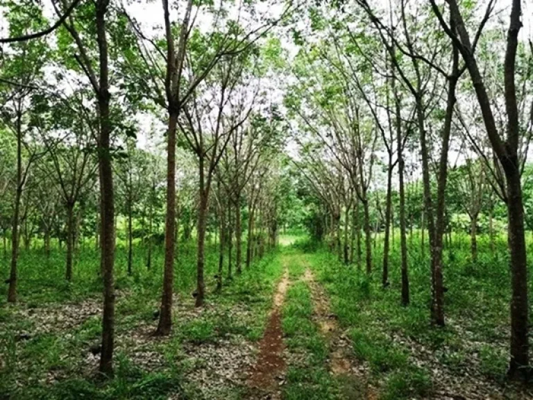 ขายที่ดินพร้อมสวนยาง ติดลำห้วย 25 ไร่ อสิรินธร จอุบล