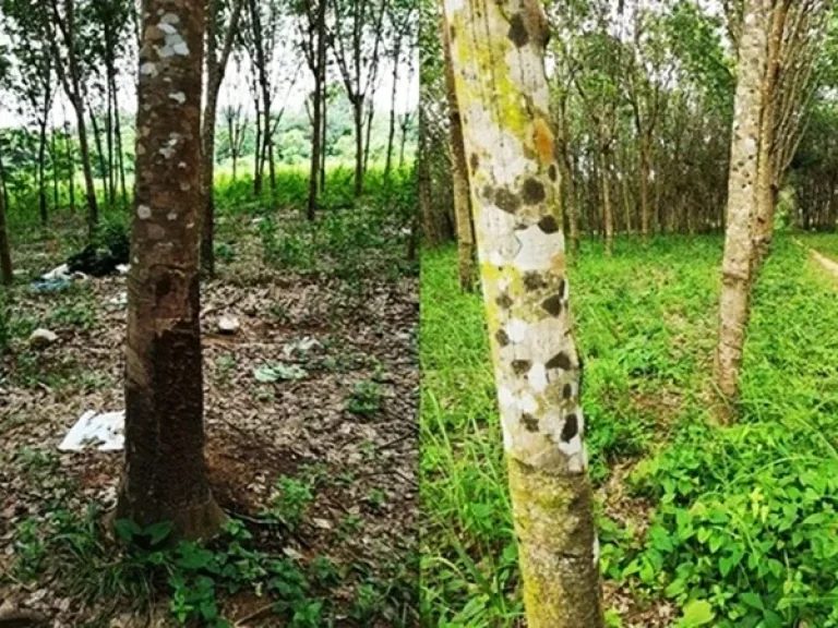 ขายที่ดินพร้อมสวนยาง ติดลำห้วย 25 ไร่ อสิรินธร จอุบล