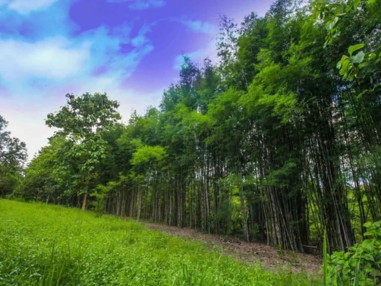 ขายที่ดินห้วยทราย แม่ริม ห่างถนนซอย 200 เมตร