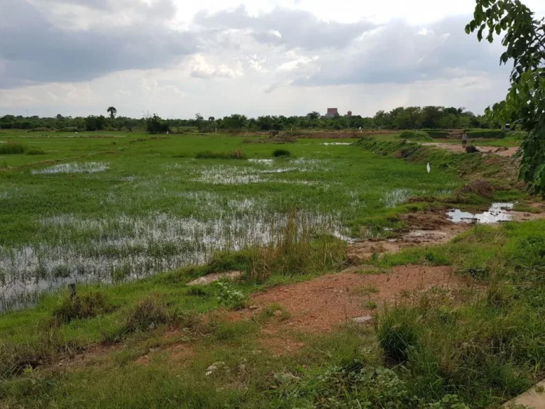 ขายที่ดิน 19 ไร่ ติดถนนมิตรภาพ ตรงข้ามพุทธมณฑลอิสาน