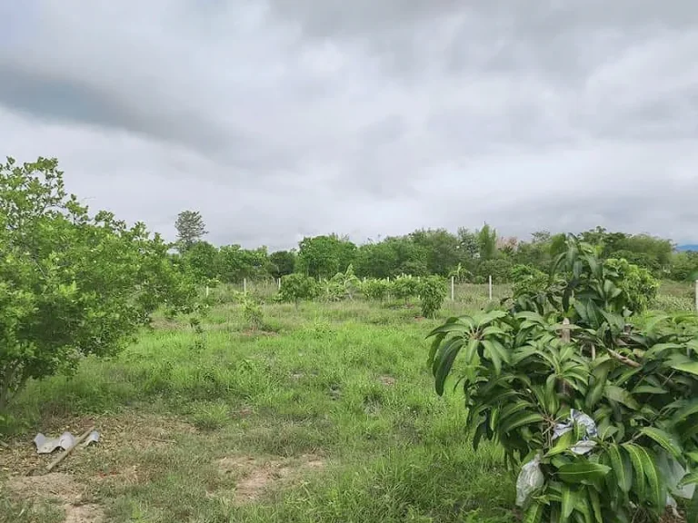 ขายที่ดินน้ำแพร่ วิวดอย ตรงข้าม ปตท น้ำแพร่ ราคาถูก