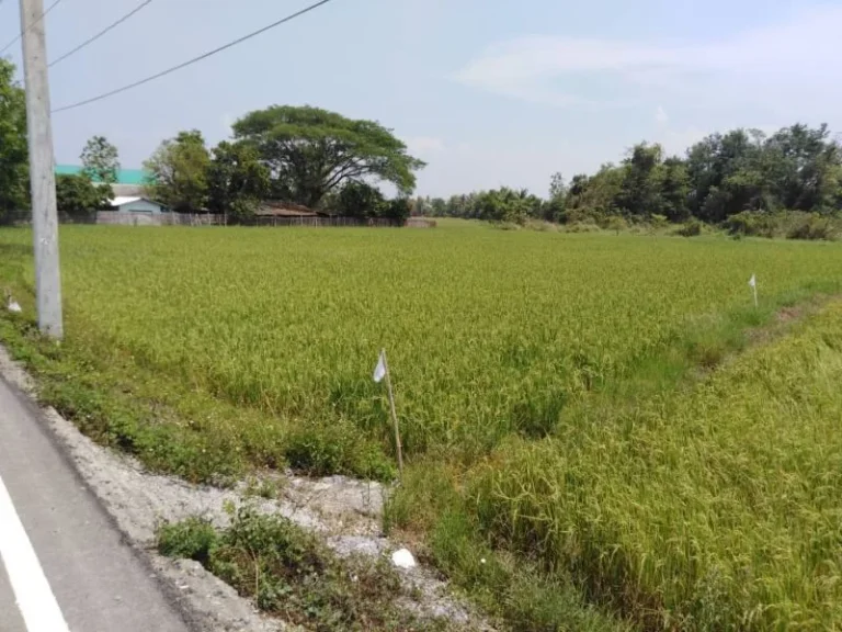 ขายที่ดินห่างโรงเรียนนานาชาติเกรส กุลพันธ์วิลล์ 1 km