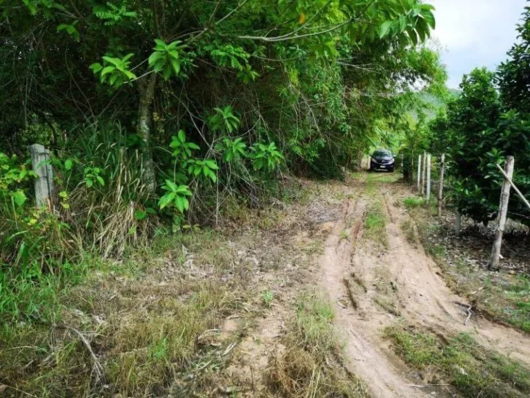 ขายที่ดินห้วยทราย ห่างน้ำพุร้อน 10 km วิวดอย ราคาถูก