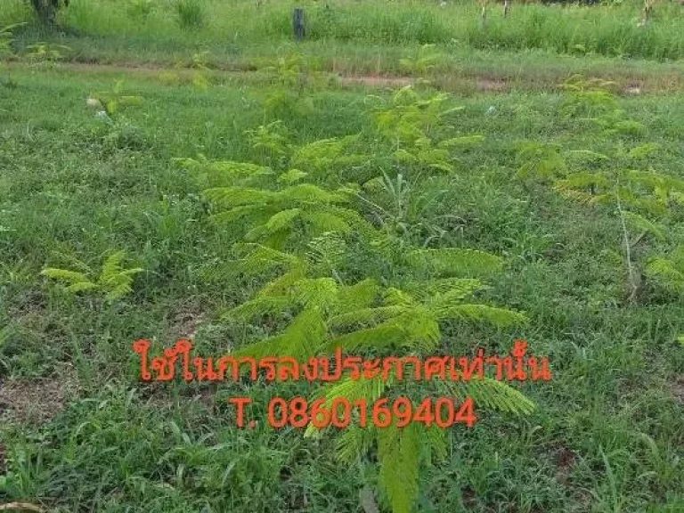 ที่ดินมีโฉนด ติดถนนลาดยาง อบ้านม่วง จสกลนคร