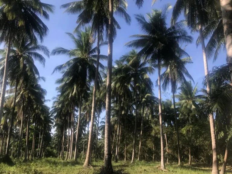 ขายที่ดินพร้อมสวนมะพร้าว อบางสะพานน้อย