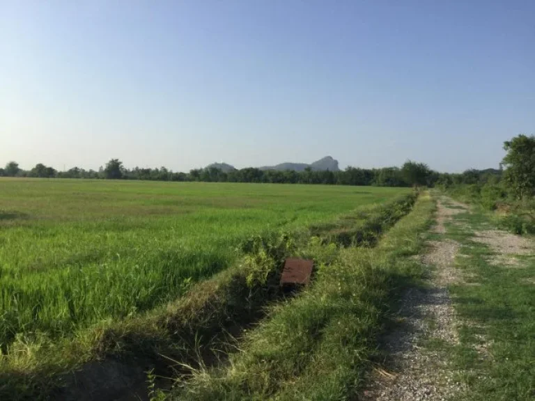 ที่นาชุมชนบ้านเขาราบ โพธาราม