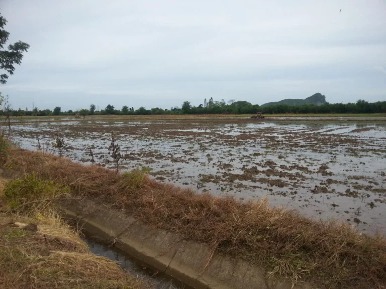 ที่นาชุมชนบ้านเขาราบ โพธาราม