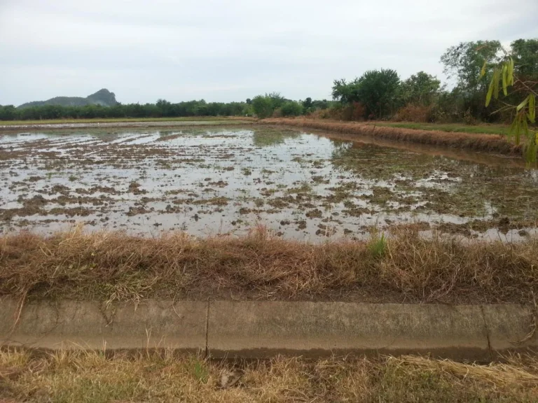 ที่นาชุมชนบ้านเขาราบ โพธาราม