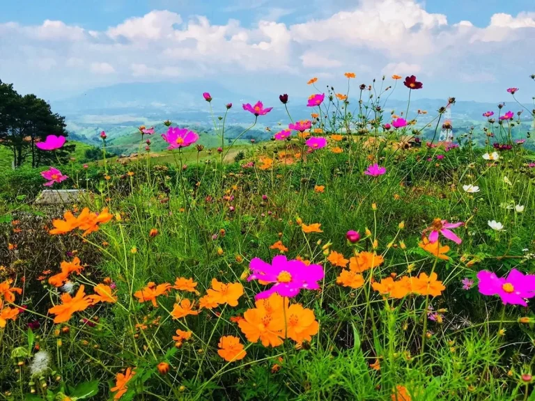 ที่ดินเขาค้อแบ่งแปลงขาย วิว 360 องศา ทำเลดี ทำเลสวย