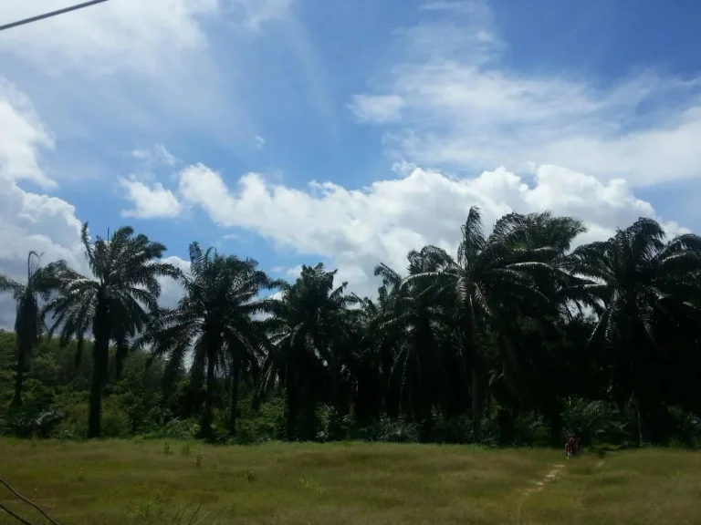 Great Plot of land for investment just 5km from Krabi Airport ONLY 2 MILLION PER RAI 