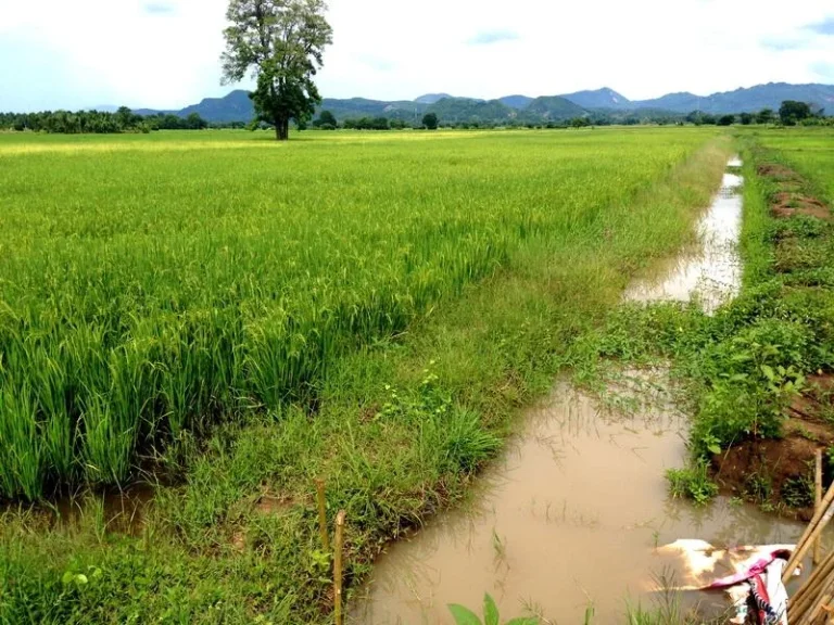 ขายที่ 16 ไร่ๆละ120000 บาทโฉนด อเมืองเพชรบูรณ์