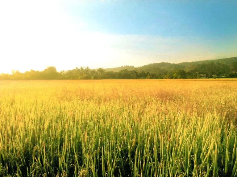 ขายที่นา ด้านหลังเห็นวิวดอย มีลำเหมืองผ่านหน้าที่ ดินและน้ำอุดมสมบูรณ์