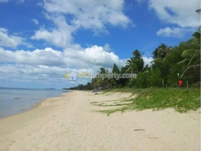 ที่ดินติดหาดนาหูกวาง ทับสะแก ประจวบคีรีขันธ์ 14ไร่ หาดน้ำใส ทรายนุ่ม เล่นน้ำได้ไกล