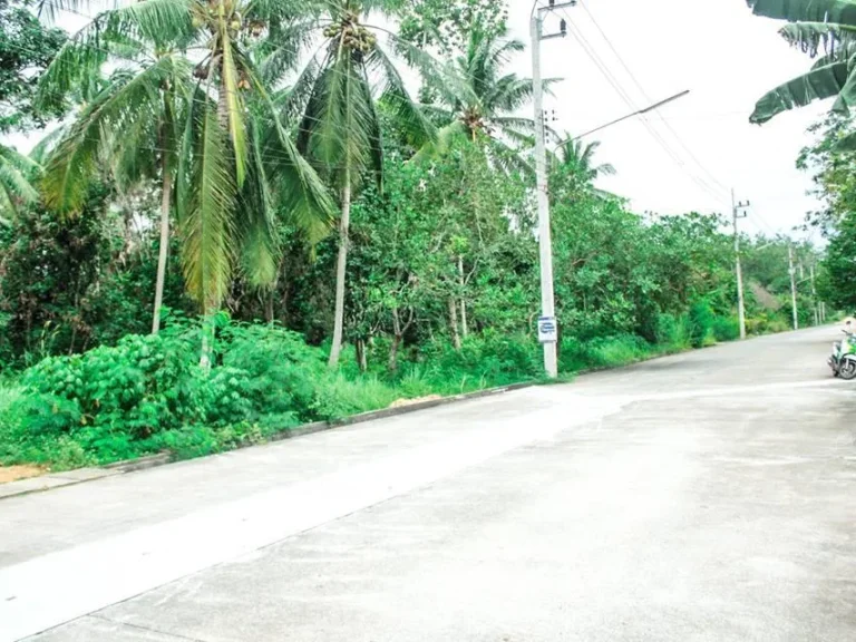 ขายที่ดิน ทำเลทองในบ้านพรุ ใกล้โครงการถนนบายพาส