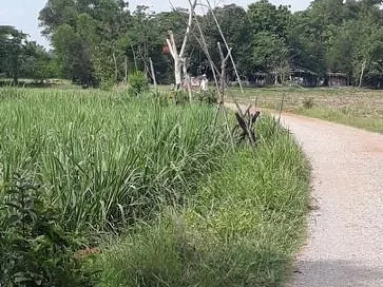 ขายที่ดิน ตบ้านเม็ง อหนองเรือ จขอนแก่น 11 ไร่ 25 ล้าน