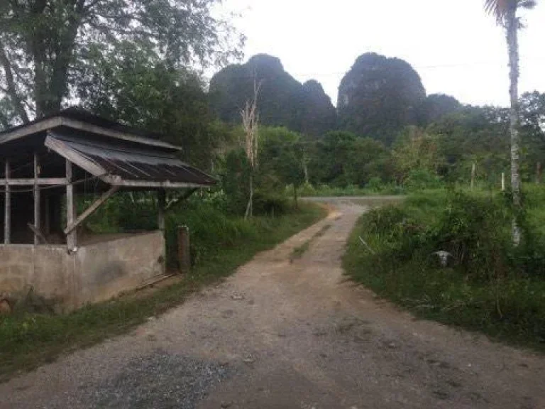 ขายที่ดินติดถนนใหญ่อุทยานแห่งชาติเขาสก