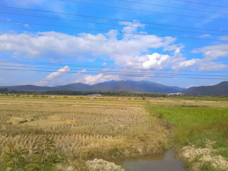 ที่นาติดถนนทางไปเขื่อนแม่งัด