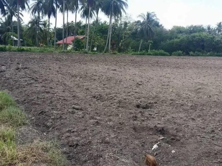 ด่วนแปลงสุดท้าย ขายที่ดินซอยวัดใหม่จำปาทอง ตรวาละ 2000 บาท