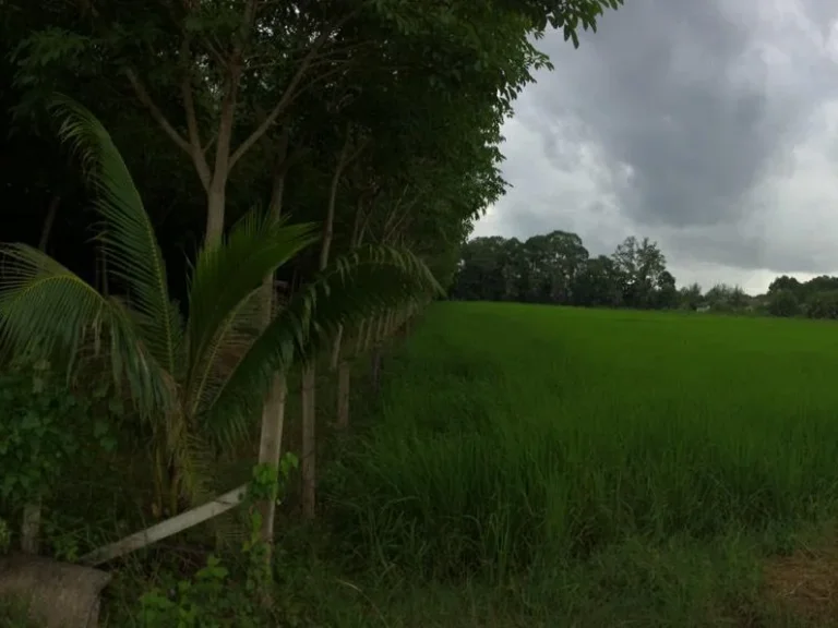 สวนยางพาราพร้อมกรีดได้ 3 ไร่ติดถนนคอนกรีตแหล่งชุมขน