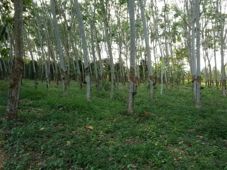 ขายที่สวนผสม ใกล้ทะเลคุ้งวิมาน ติดถนนคอนกรีต ห่างถนนดำ 50 เมตร