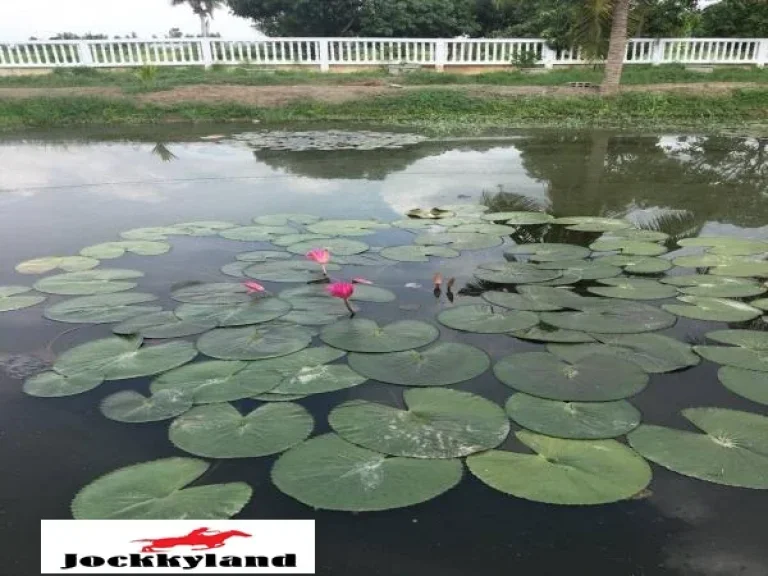 ขายบ้านเรือนไทย พร้อมที่ดิน 7 ไร่ 2 งาน มีสระบัว บรรยากาศร่มรื่น เรียบง่าย