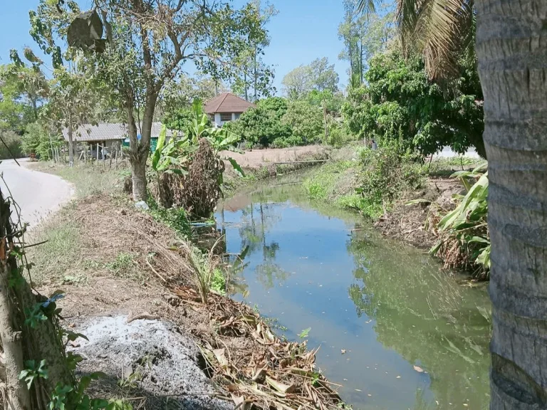 ขายที่สวนลำใยติดถนนพญาชมภู ราคาถูก