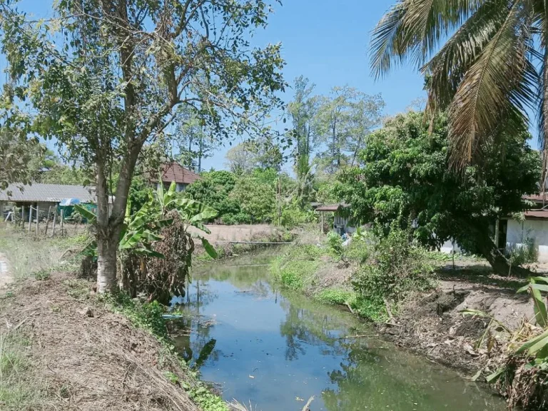 ขายที่สวนลำใยติดถนนพญาชมภู ราคาถูก