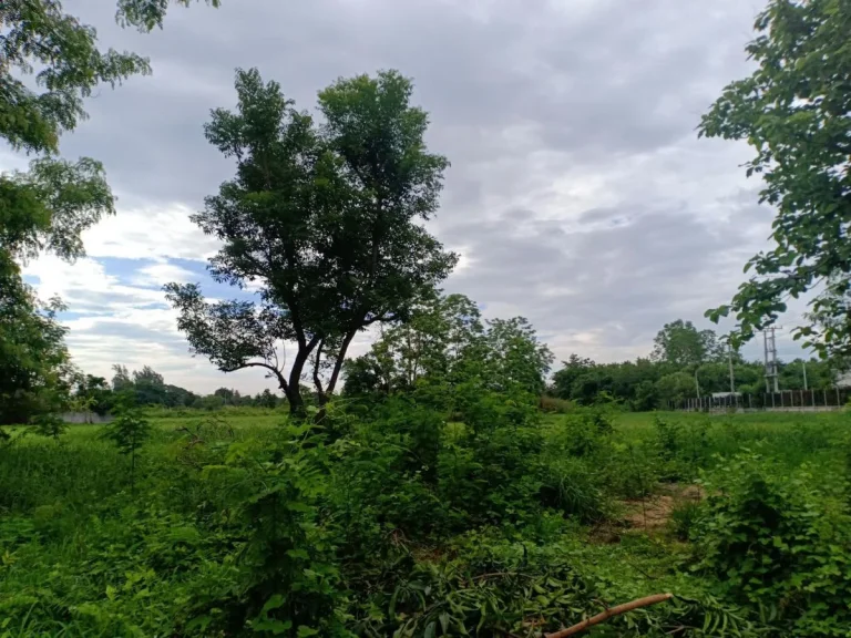 ขายที่ดินหลังโรงพักแม่ปิงสันป่าเลี่ยงหนองหอย ทำเลดี