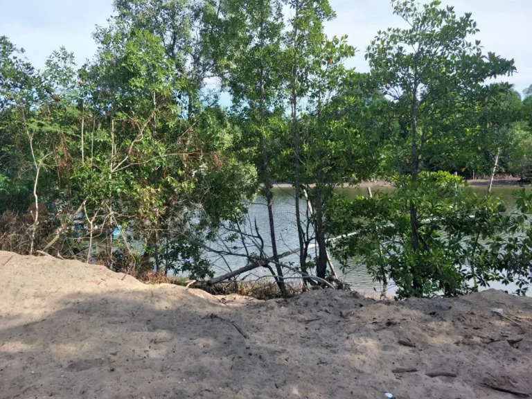 ขายด่วนเจ้าของขายเอง ที่ดินติดคลองบางสน ติดทะเลหาดบางสน อปะทิว จชุมพร