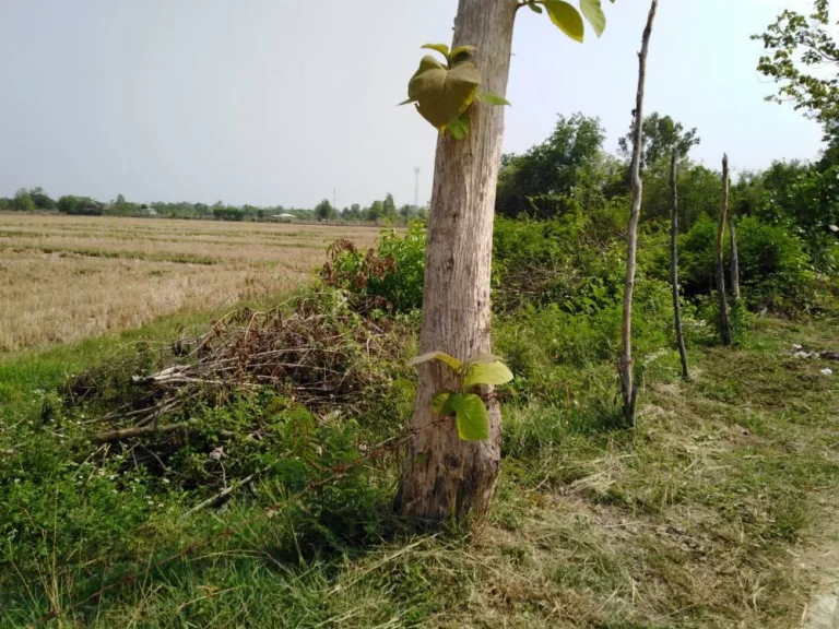 ขายที่นาดินแม่ปูคา ติดถนนซอย ค้าขายได้