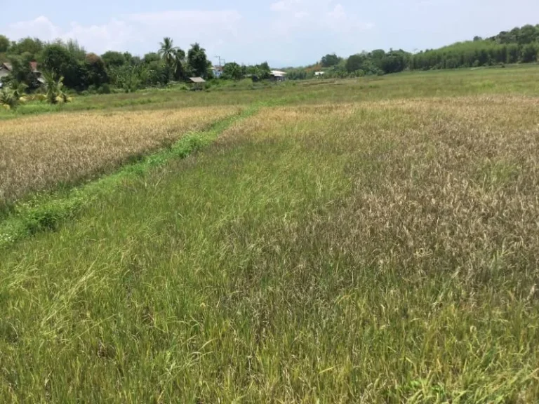 ขายบ้านพร้อมที่ดินห่างโรงเรียนเปรมแม่ริม 15 km