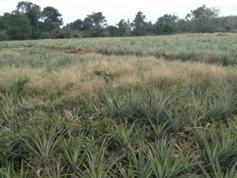 ขายที่ดินทำเลสวย เนื้อที่ 50ไร่ มีโฉนด ใกล้แม่น้ำโขง ศรีเชียงใหม่ หนองคาย