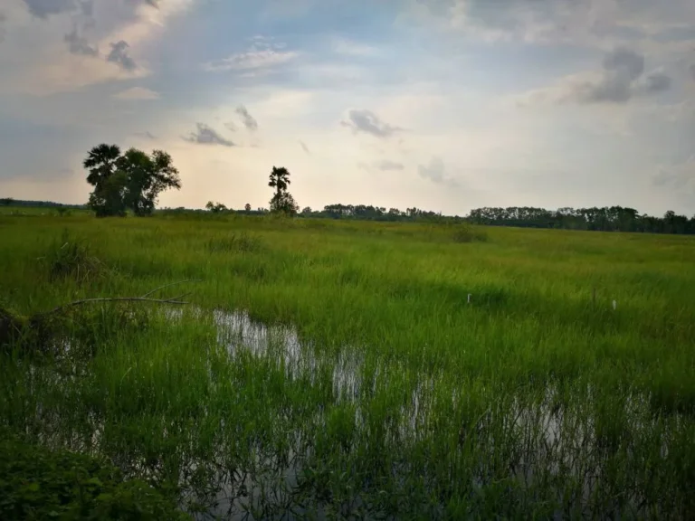 ขายที่ดินเปล่า อำเภอบ้านนา จังหวัดนครนายก