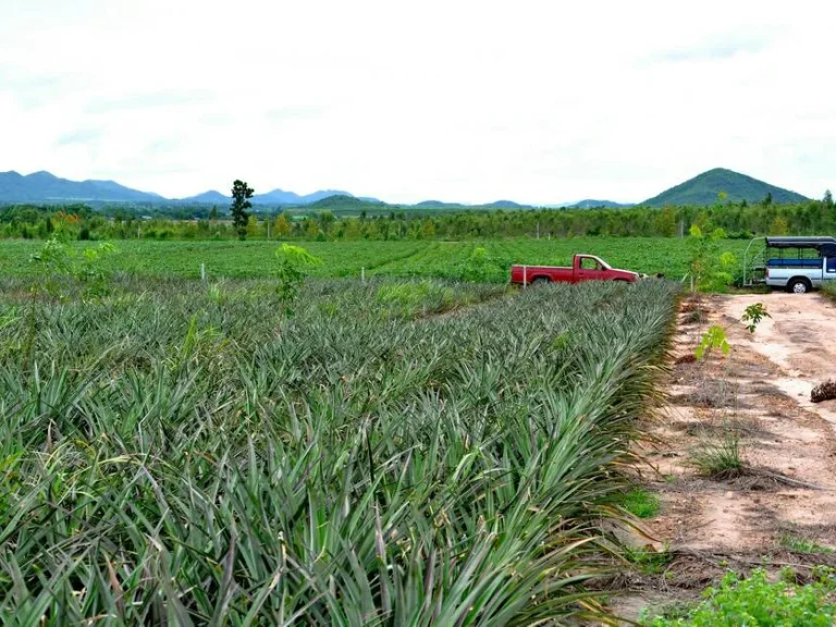 ขายที่ดิน สวนผึ้ง ราชบุรี ไร่ละ 350000 20 ไร่ แปลงสวย ราคาดี