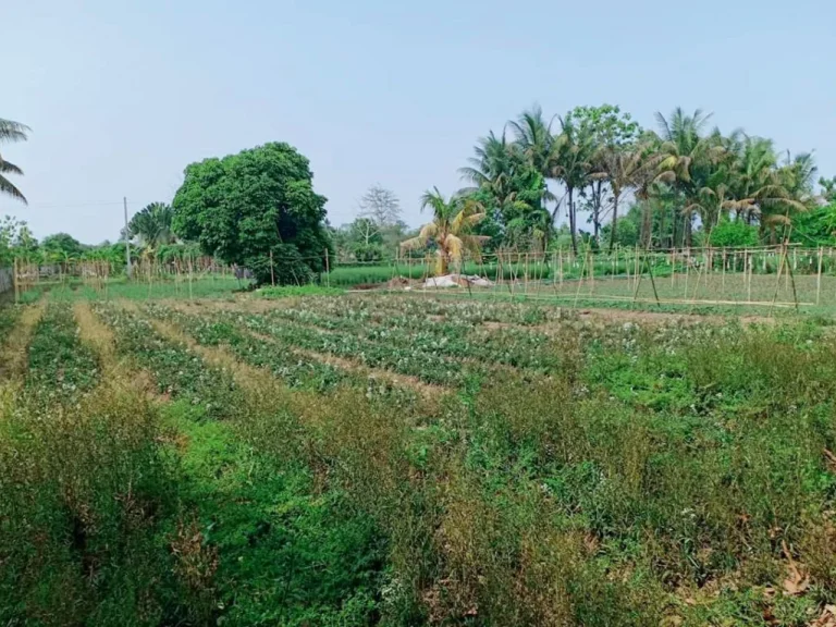 ขายที่ดินเหมืองแก้ว แม่ริม ถนนตัดผ่าน 4 เลนจังหวัดเชียงใหม่