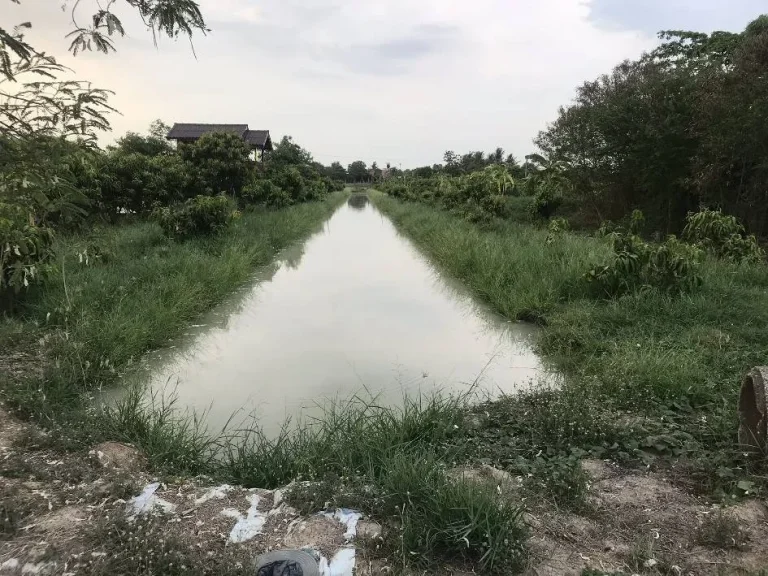 ที่ดินสวนมะม่วง 1ไร่ ติดชุมชน มีทางเข้าออกสะดวก จสุพรรณบุรี