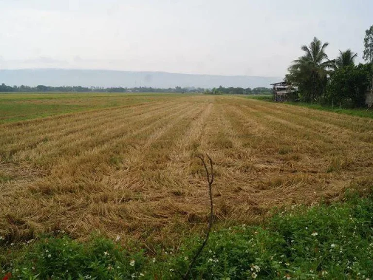 ขายที่นาติดถนนลาดยาง