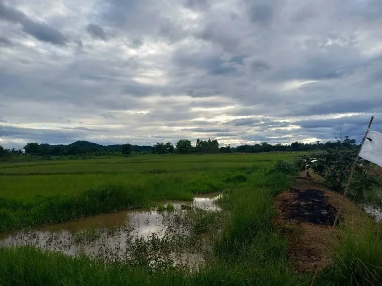 ที่นาโฉนด นส4จ 18ไร่ 76ตรว ที่นาติดน้ำสวยๆ 120000บาทไร่