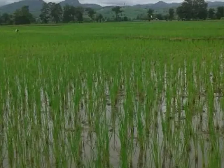 ขายที่ดิน ที่นา อุดมสมบูรณ์ อำเภอแม่สอด จังหวัดตาก