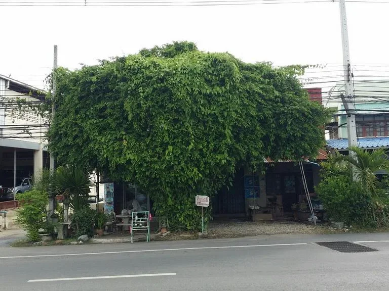 ขายด่วน ที่ดินพร้อมหอพักและอาคารพาณิชย์ ติดถนนพหลโยธิน สะพานน้ำ