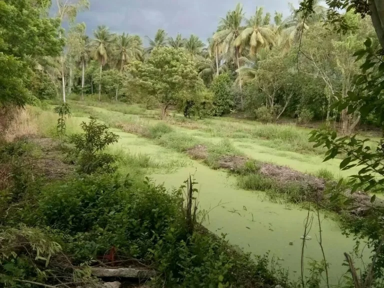 ขายที่ดิน ซอยวัดมะเดื่อ เสาธงหิน บางใหญ่