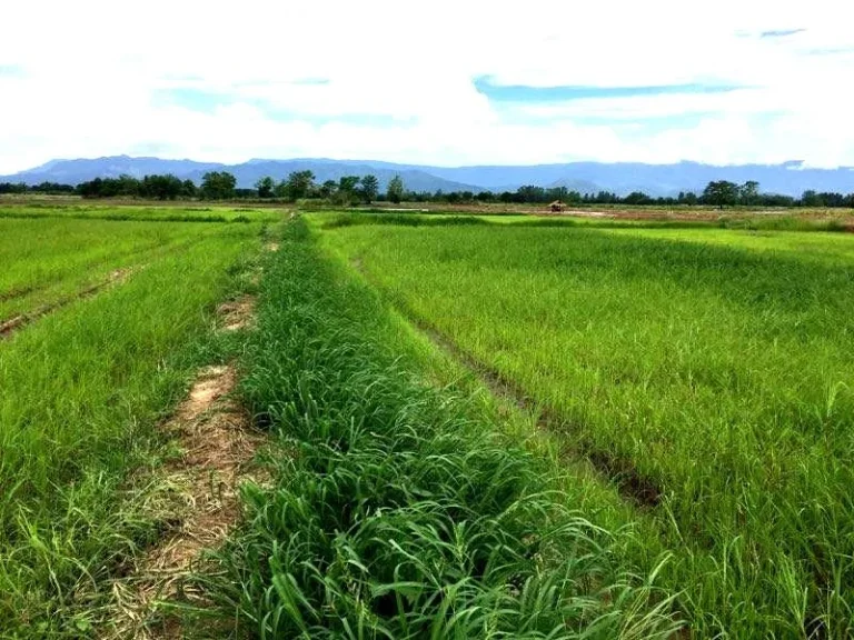 ขายที่โฉนด 10 ไร่ อเมืองเพชรบูรณ์