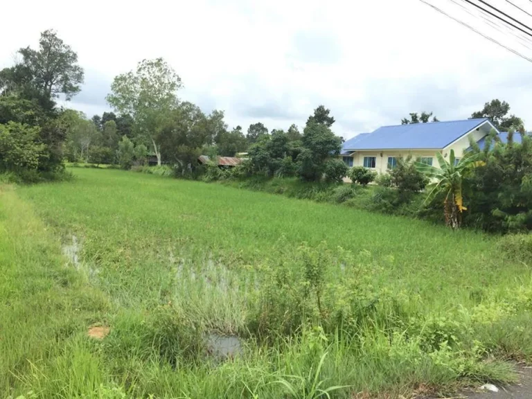 ที่ดินบ้านทุ่งคำไผ่ 1 ไร่ 67 ตรว ติดถนนดำ