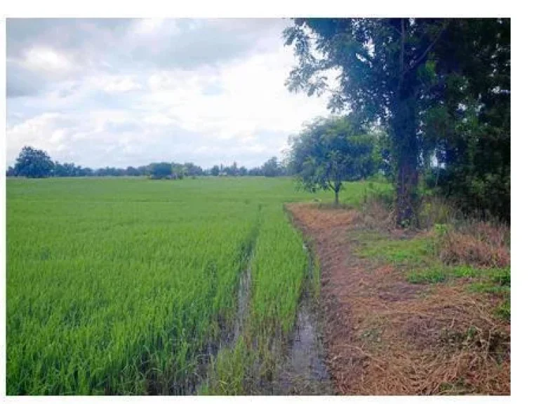 ขายที่โฉนดห่างงสถานีรถไฟอุตรดิตถ์ประมาณ10โลครับทำเป็นนาก่ได้เป็นสวนก่ได้ 10ไร่สนใจโทรมาเลยครับไร่ละ150000ราคาต่อรองกันไ