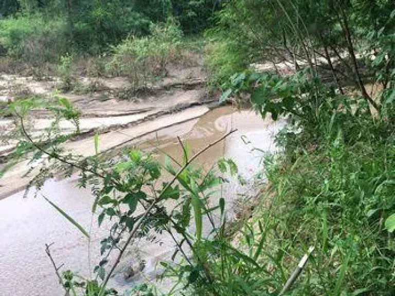 ขายที่ดินสวยติดห้วย 13 ไร่ จังหวัดตากติดแม่น้ำ แถมต้นสัก และต้นข้าวโพด