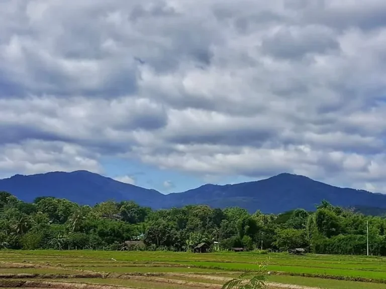 ขายที่สวน วิวทุ่งนา วิวเขา มีไฟน้ำ บรรยกาศดีดี ที่ตั้ง ตแม่แรม อแม่ริม จเชียงใหม่ เนื้อที่ 3 ไร่ 2 งาน