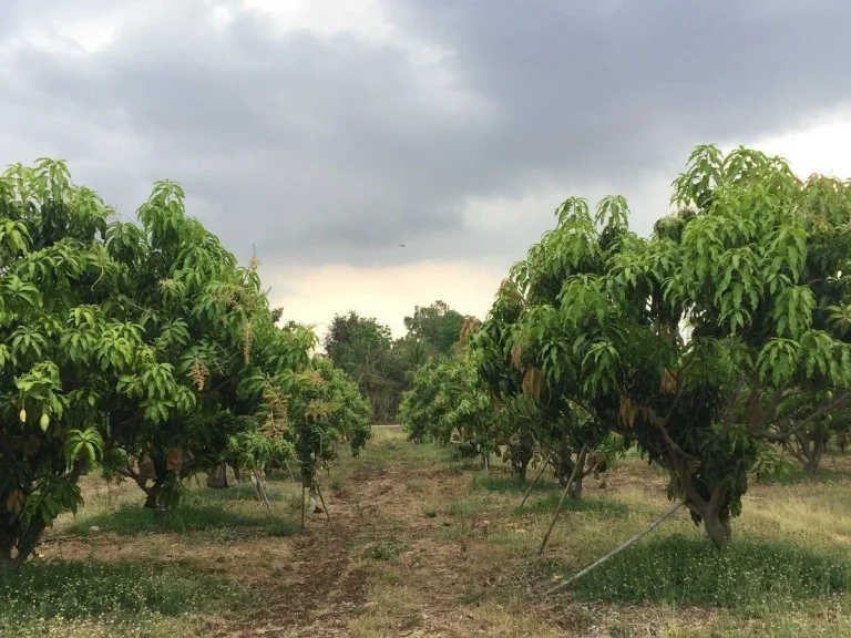 ขายที่ดินฉโนด 20 ไร่ สวนมะม่วงน้ำดอกไม้สีทองและบ้านขนาด 2 นอน 2 น้ำ