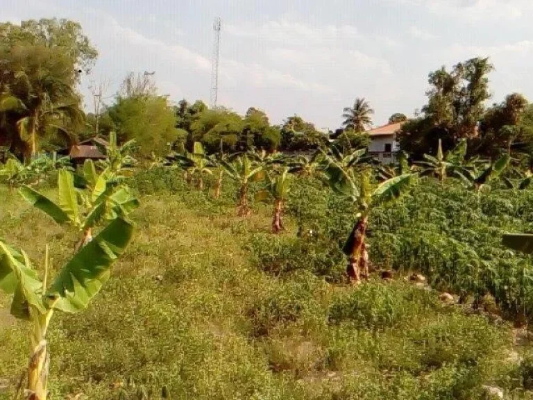 ขายที่ดิน 2 ไร่ บ้านไร่งาม ตหมากหญ้า อหนองวัวซอ จอุรธานี