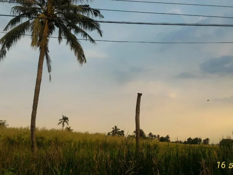 ขายที่ดินศาลายา ใกล้ถนนสายหลัก ใกล้มหาวิทยาลัยมหิดล-ศาลายา