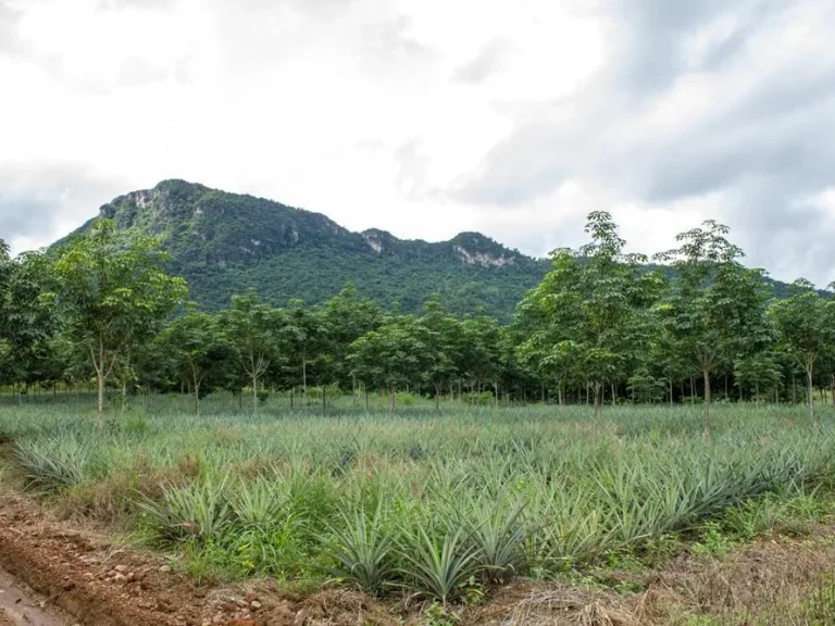 ขาย ที่ดินสวนยาง 50 ไร่ อำเภอหัวหิน จังหวัดประจวบ